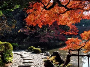 Maple trees at Koishikawa Korakuen Gardens, Koishikawa, Bunkyo , Japan.[15]