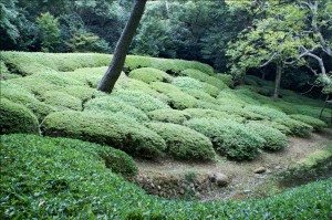  O-Karikomi: trimmed bushes in Ritsurin garden, [16]